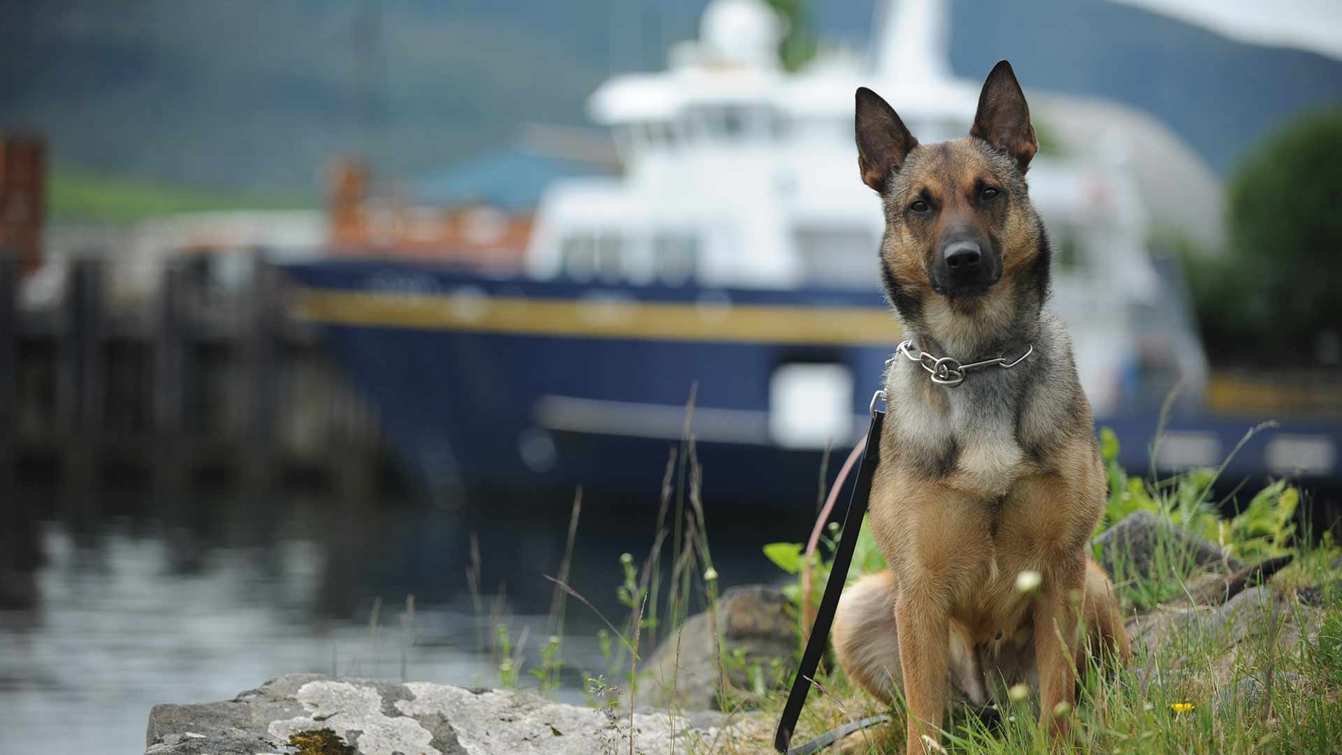 Sierra Canine Brings Premier Dog Training and Pet Boarding Services to Northern California